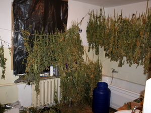 ścięte i suszące się krzewy marihuany