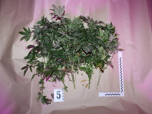 zabezpieczony krzew marihuany