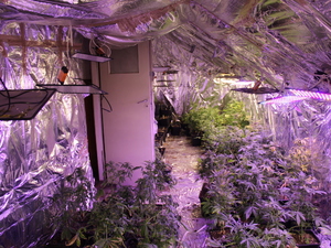 plantacja marihuany w domu jednorodzinnym