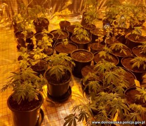 krzewy marihuany na nielegalnej plantacji w domu