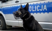 policyjny pies przy radiowozie