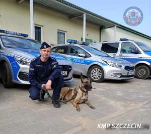 policjant z psem tropiącym przy radiowozie policyjnym