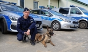 policjant z psem tropiącym przy radiowozie policyjnym