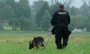 policjant z psem tropiącym w trakcie poszukiwań