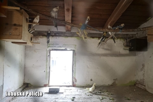 pomieszczenie, w którym przechowywane były papugi z kradzieży