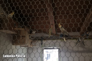 pomieszczenie, w którym przechowywane były papugi z kradzieży