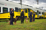 czworo policjantów z psami stoi w szeregu przed wagonem pociągu