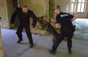policyjny pies trzymany na smyczy przez opiekuna gryzie napastnika - ćwiczenia
