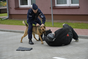 policjant z psem służbowym oraz symulant w trakcie pokazu