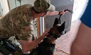 Kontrterrorysta wydający komendę psu służbowemu podczas ćwiczeń