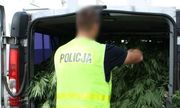 policjant w trakcie zabezpieczania nielegalnych roślin