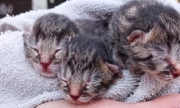 trzy małe kocięta