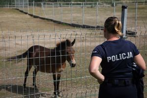 policjantka odwrócona plecami i koń