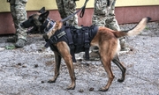 pies policyjny na smyczy i czterej policjanci widziani od pasa do stóp