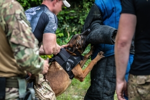 policjant trzyma na smyczy psa, który atakuje pozoranta