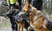 dwa psy służbowe biorące udział w poszukiwaniach zaginionego mężczyzny