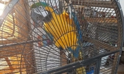 na zdjęciu papuga ara zamknięta w klatce
