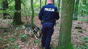 na zdjęciu umundurowany policjant w trakcie poszukiwań zaginionego mężczyzny prowadzi psa tropiącego po lesie
