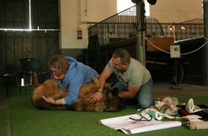 mężczyzna i kobieta z psem podczas pokazu udzielania pierwszej pomocy psu