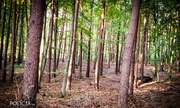zdjęcie przedstawiające las