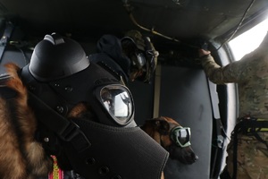 Dwa policyjne psy w specjalnych goglach i maskach na pokładzie śmigłowca w trakcie lotu.