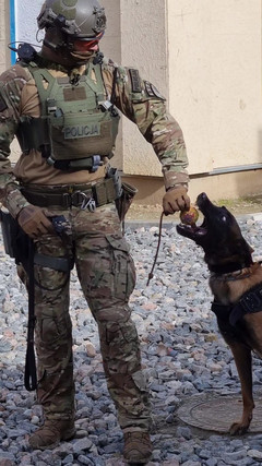 Policyjny przewodnik psa w umundurowaniu taktycznym daje piłkę swojemu podopiecznemu.