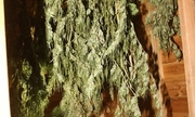 zabezpieczone ususzone krzewy marihuany