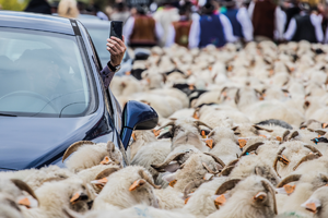 samochód otoczony przez stado owiec
