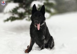 policyjny pies haker siedzi na śniegu