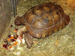 żółw w klatce