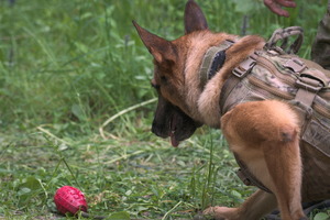 pies znajduje czerwony granat ćwiczebny