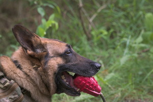 pies trzyma w pysku czerwony granat ćwiczebny
