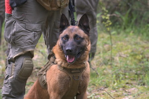 pies bojowy na leśnej ścieżce z kontrterrorystą