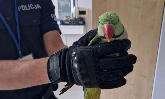 policjant trzyma w ręku papugę