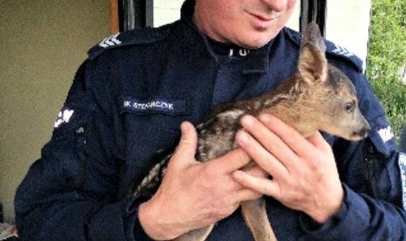 policjant trzyma na rękach małą sarenkę