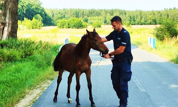Policjant ze złapanym źrebakiem