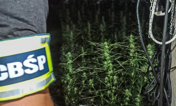 krzewy konopi i opaska z napisem CBŚP na ramieniu policjanta