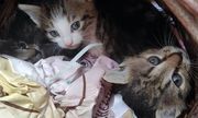 Uratowane kotki