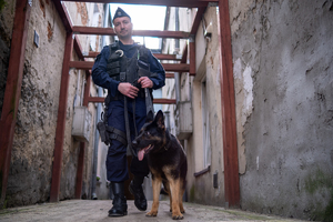 policjant z psem służbowym na smyczy