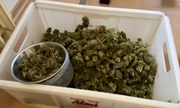 susz marihuany w plastikowym pojemniku