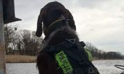 Pies policyjny stoi na łodzi