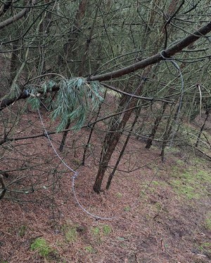 Wnyki rozwieszone na drzewach w lesie