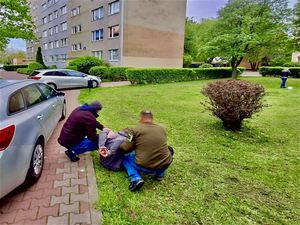 dwaj policjanci ubrani po cywilnemu trzymają zatrzymanego, który siedzi na ziemi, na trawniku