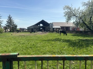 Zniszczona pożarem obora i krowy. w tle widać ludzi i strażaków pożarnych
