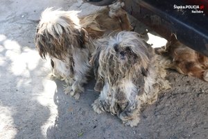dwa psy w kołtunach siedzą na betonie