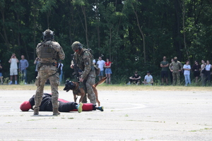 na zdjęciu dwóch umundurowanych funkcjonariuszy jednostki BOA z psem bojowym podczas akcji zatrzymania mężczyzny