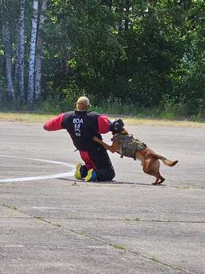 na zdjęciu pies bojowy pozoruje atak na zatrzymanego mężczyznę