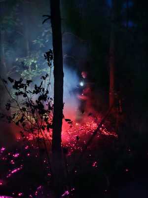 płonący las