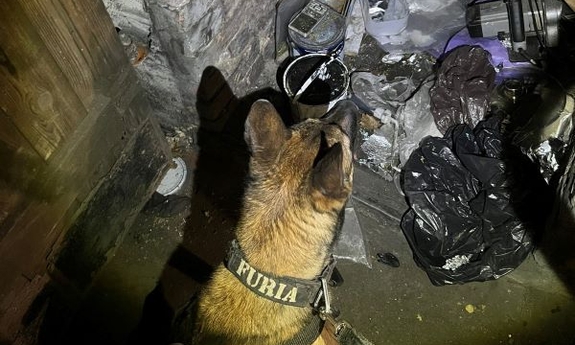 pies policyjny podczas przeszukania piwnicy, gdzie panuje bałagan, na ziemi leżą czarne worki, puszki i inne przedmioty