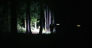 na zdjęciu umundurowani policjanci podczas nocnych poszukiwań w lesie